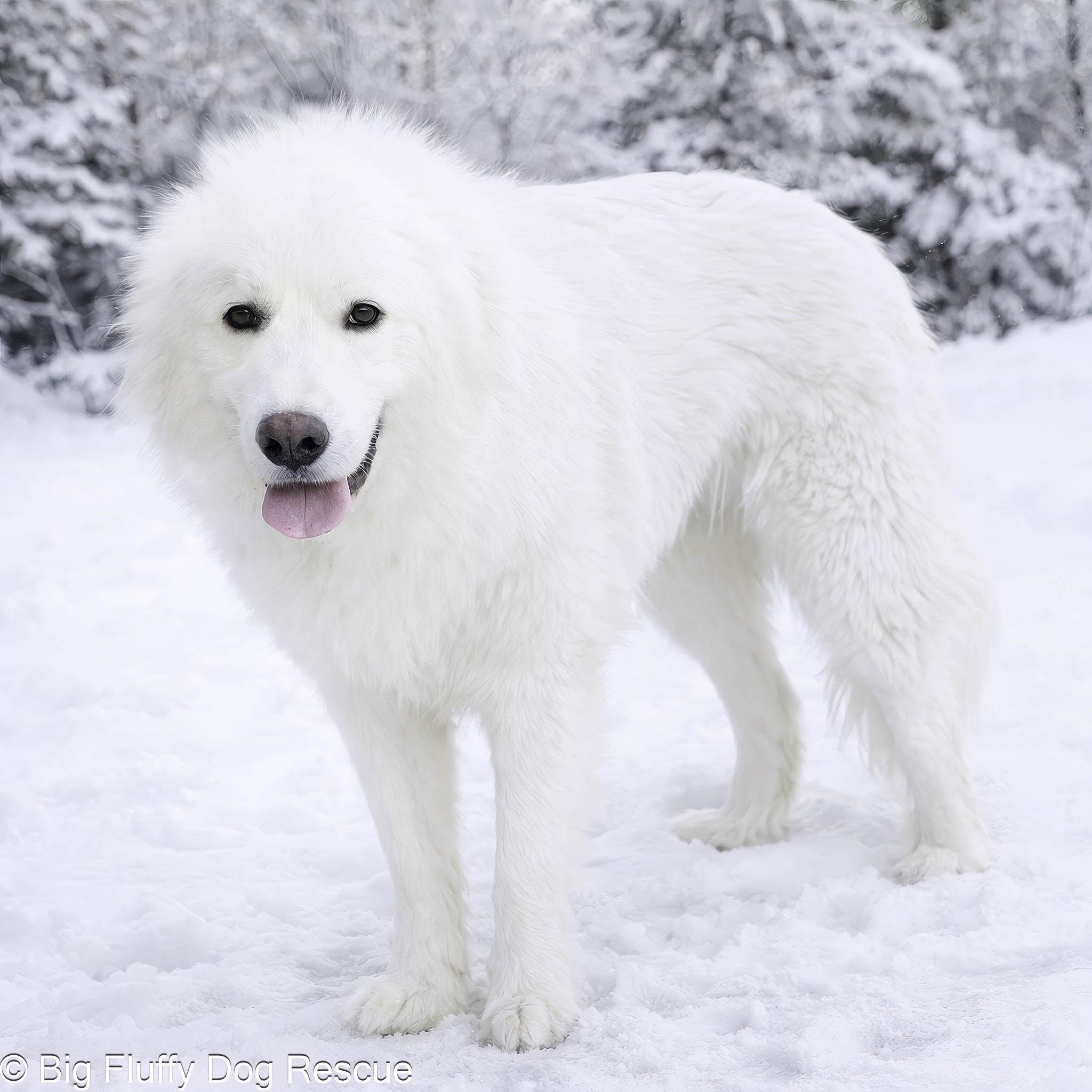 Tristan, an adoption pending Great Pyrenees in Marshall, MI image 1/3