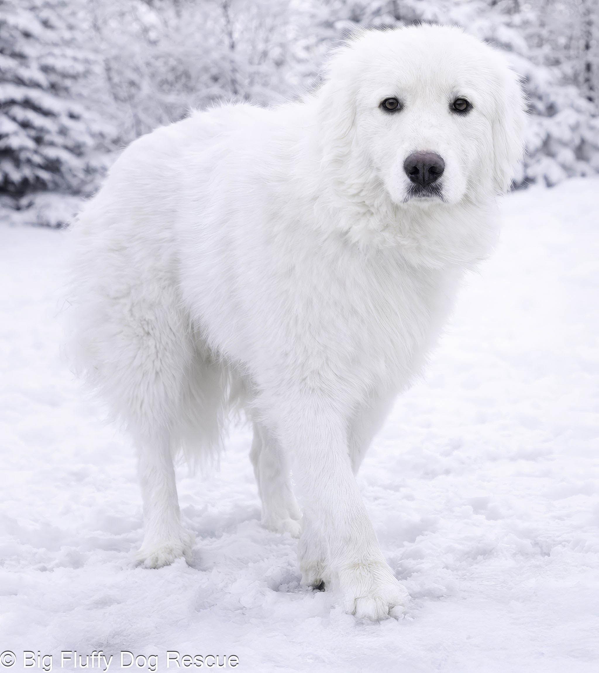 Tristan, an adoption pending Great Pyrenees in Marshall, MI image 2/3