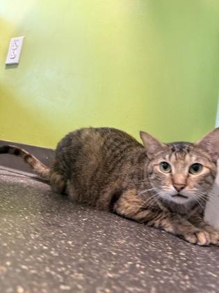 Calypso, Adoptable, Adult Female Domestic Short Hair & Domestic Short Hair.