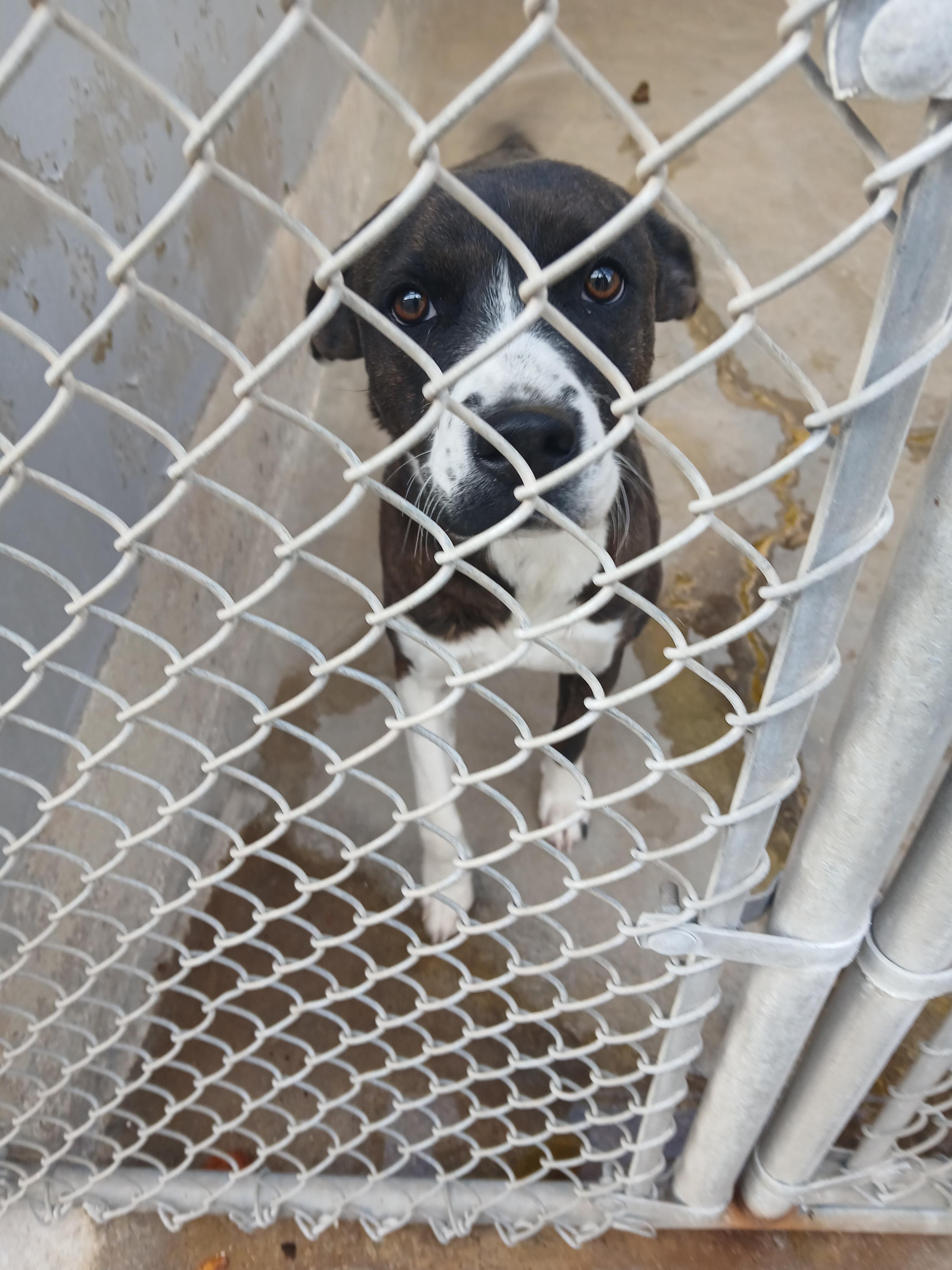 Spirit, Adoptable, Adult Female Staffordshire Bull Terrier.