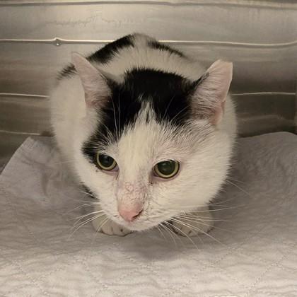Blue, a ADOPTABLE Domestic Short Hair in Phoenixville, PA image 2/2