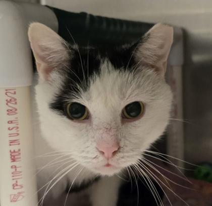 Blue, ADOPTABLE, Senior Male Domestic Short Hair.
