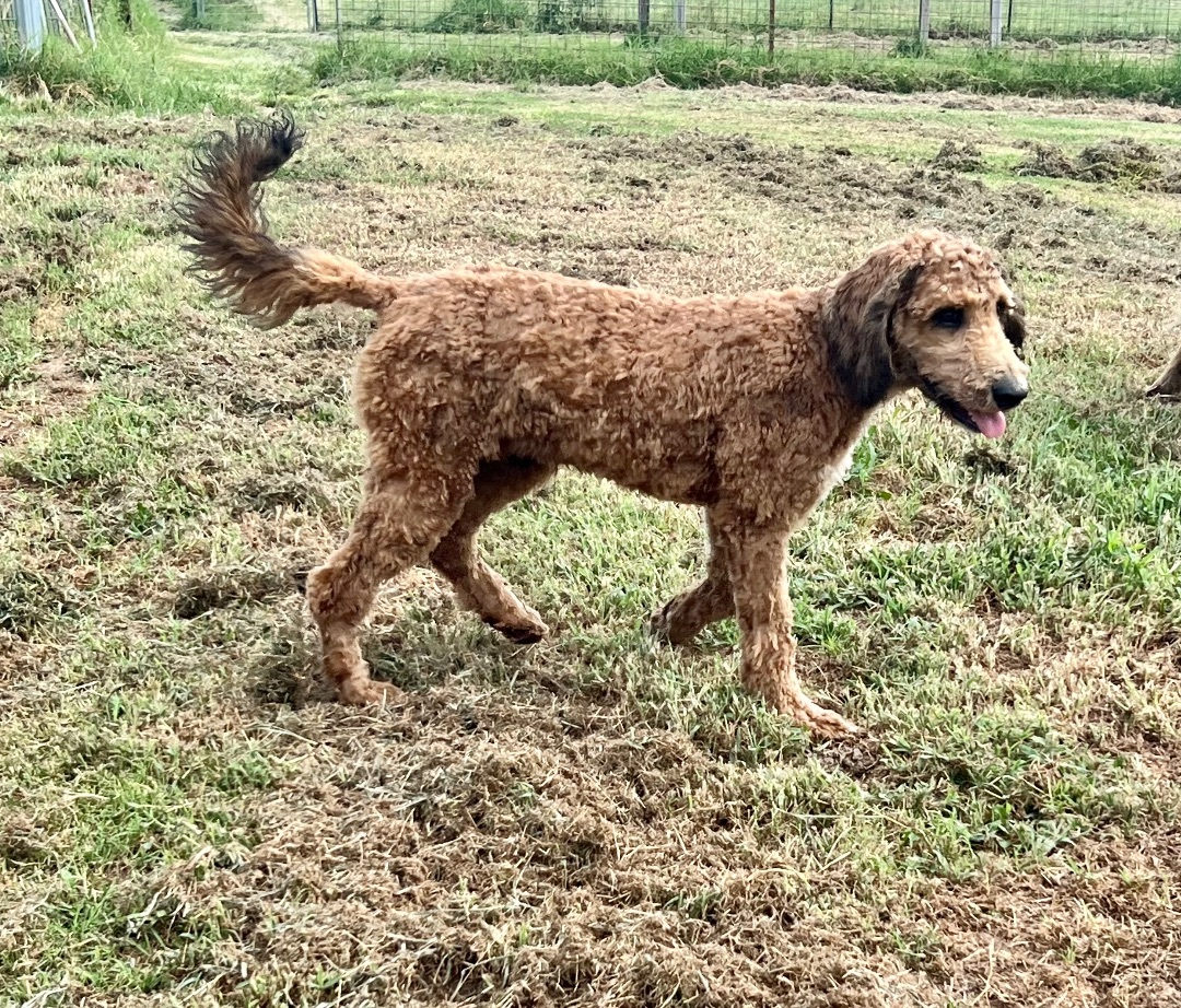 Enlarge Marshall, a Adopted mixed breed in Prague, OK image 2/9