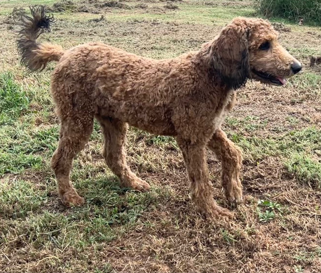Enlarge Marshall, a Adopted mixed breed in Prague, OK image 3/9