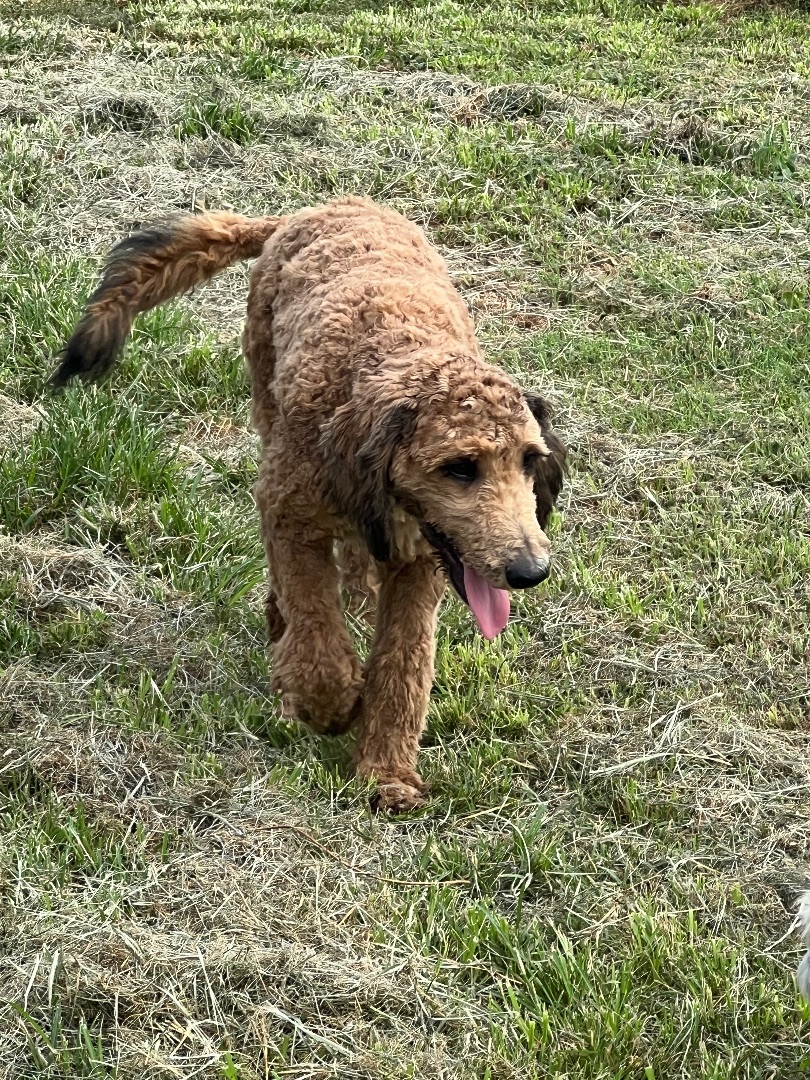 Enlarge Marshall, a Adopted mixed breed in Prague, OK image 4/9