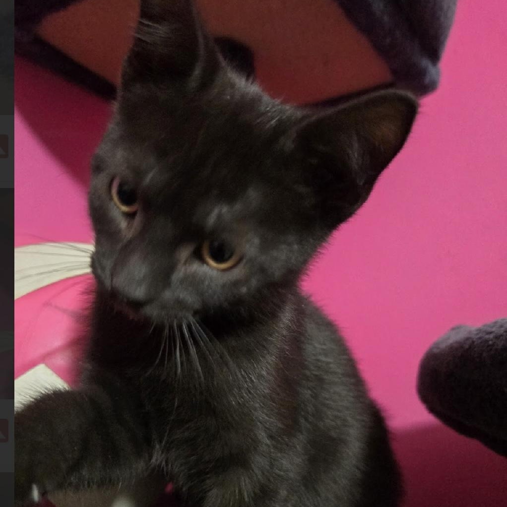 Onyx