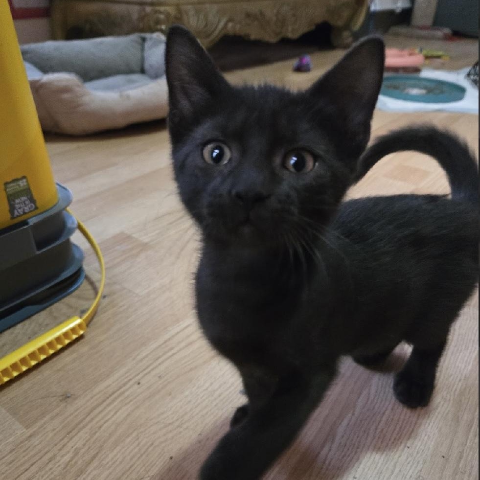 Onyx