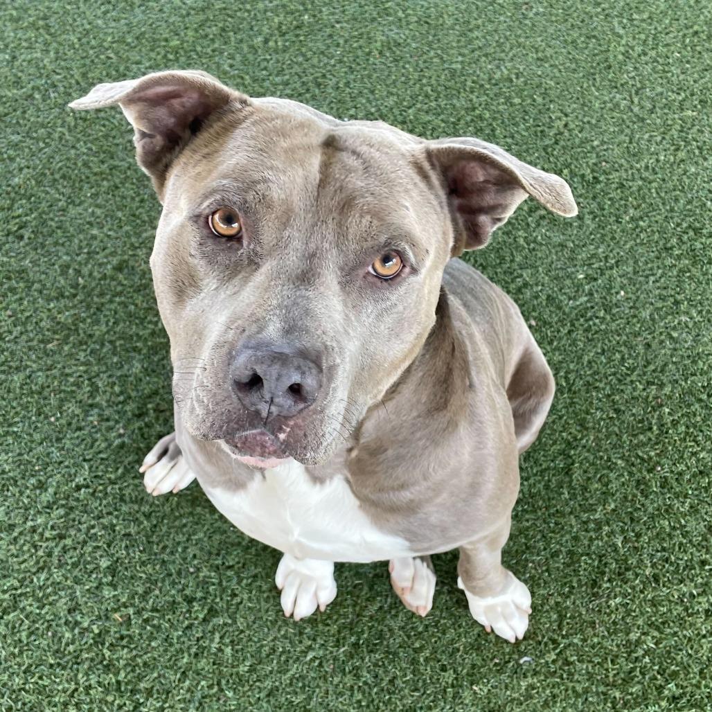 Jerry Blu, Adoptable, Senior Male Pit Bull Terrier & Mixed Breed.