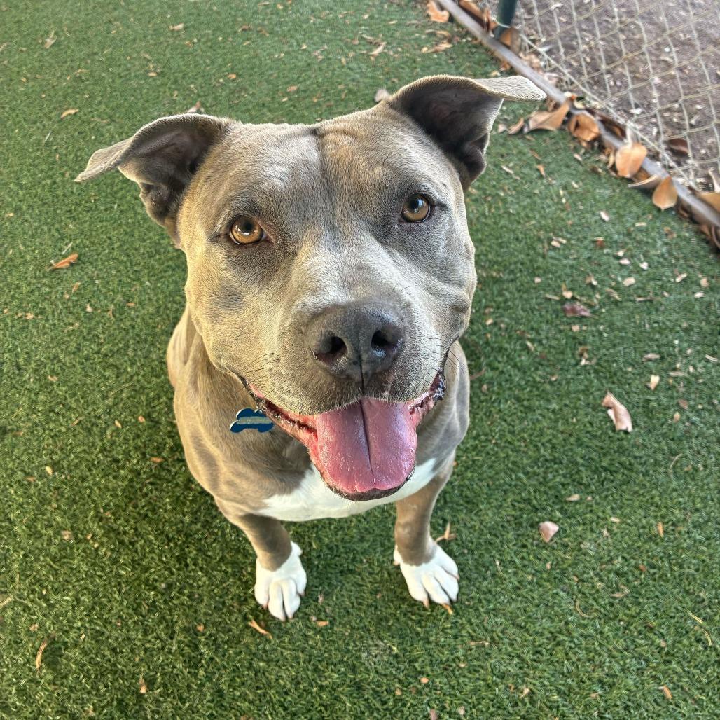 Jerry Blu, Adoptable, Senior Male Pit Bull Terrier & Mixed Breed.