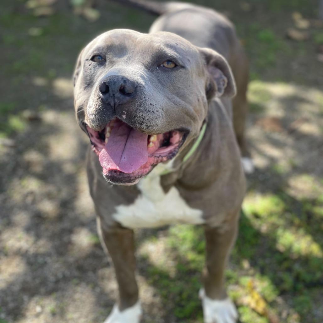Enlarge Jerry Blu, a Adoptable mixed breed in Riverside, CA image 1/6