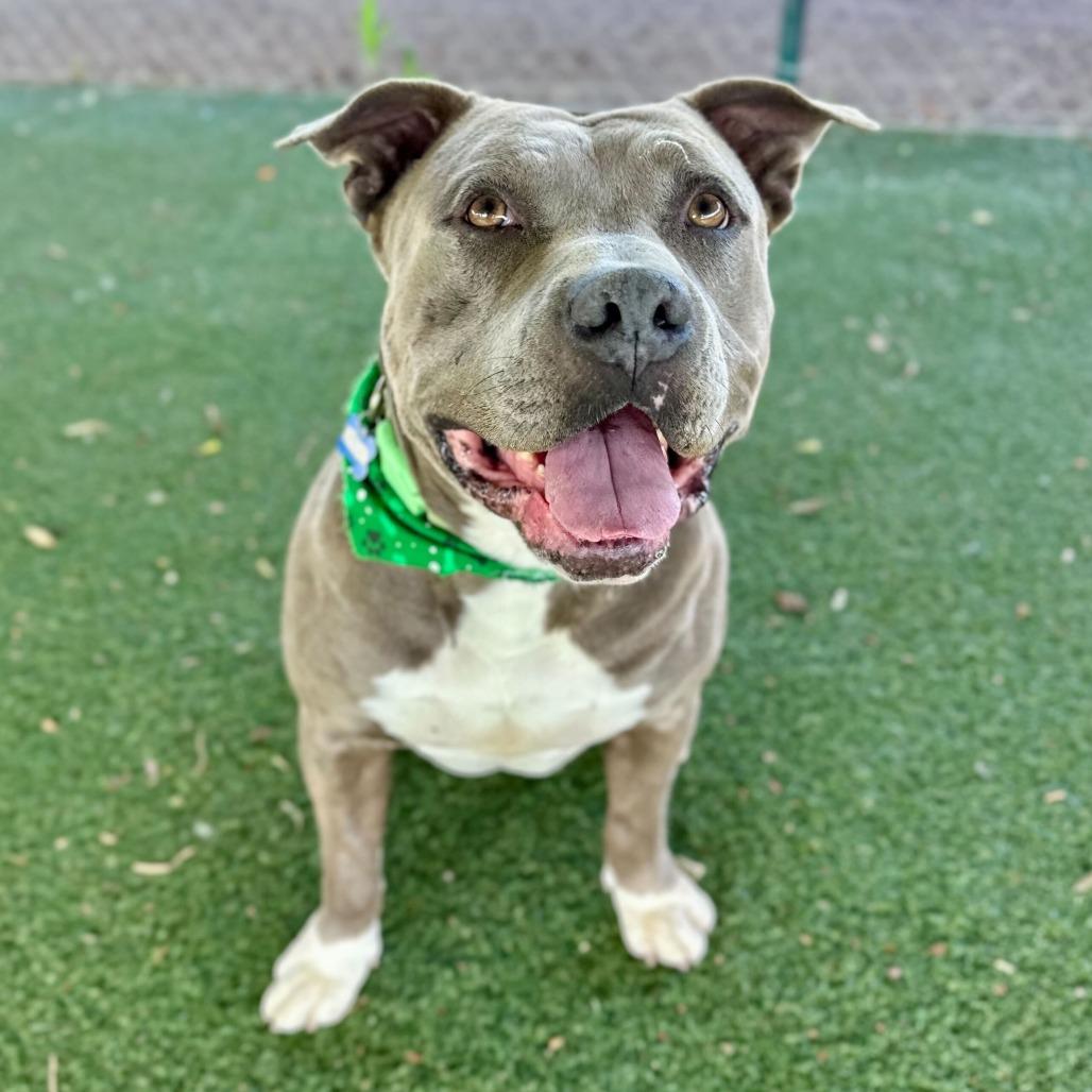 Enlarge Jerry Blu, a Adoptable mixed breed in Riverside, CA image 2/6