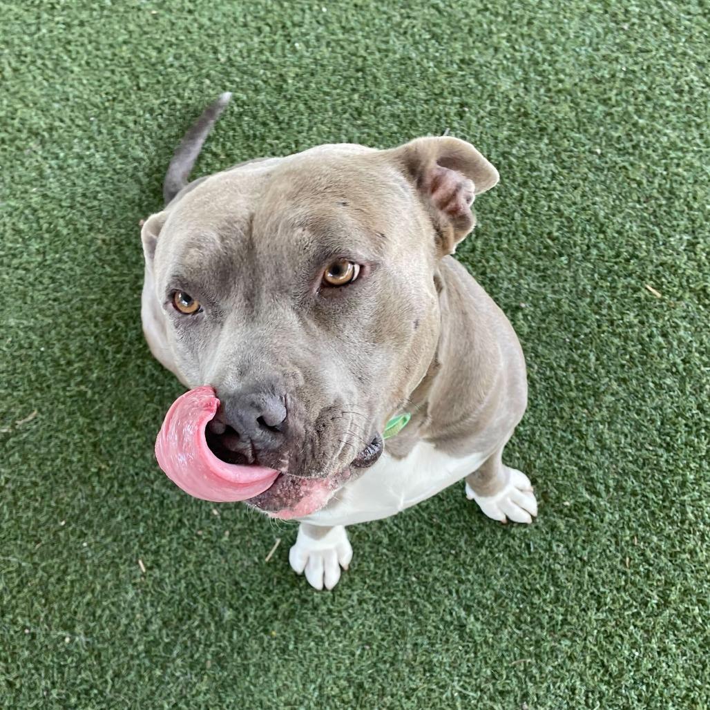 Enlarge Jerry Blu, a Adoptable mixed breed in Riverside, CA image 2/6