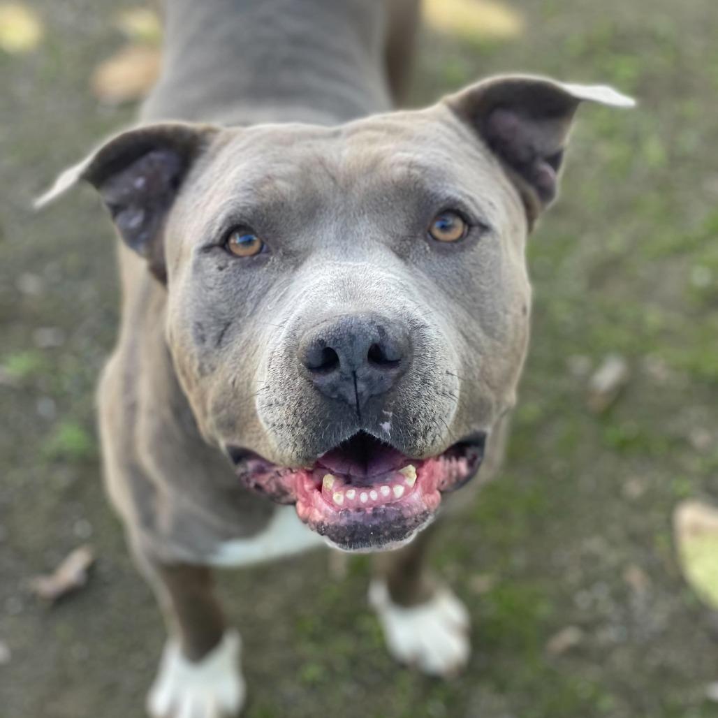 Enlarge Jerry Blu, a Adoptable mixed breed in Riverside, CA image 3/6