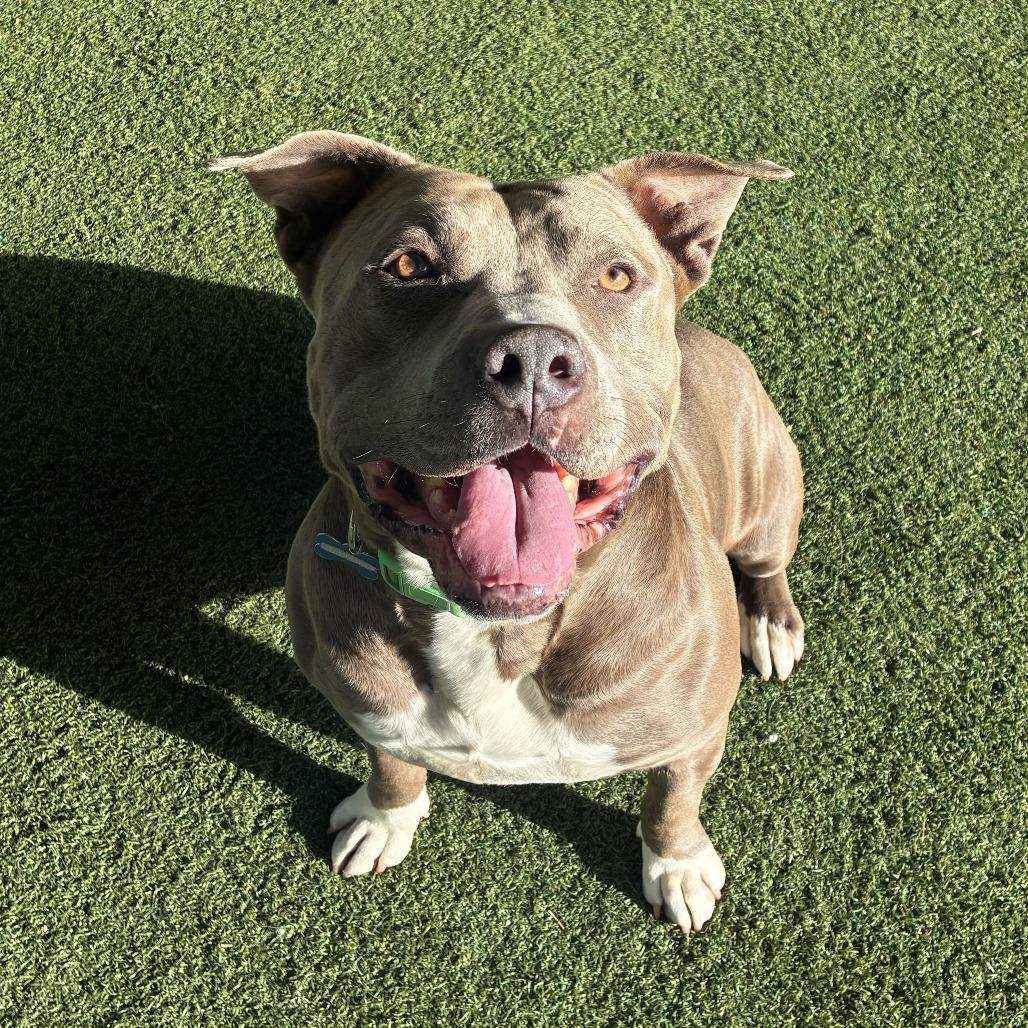 Enlarge Jerry Blu, a Adoptable mixed breed in Riverside, CA image 3/6