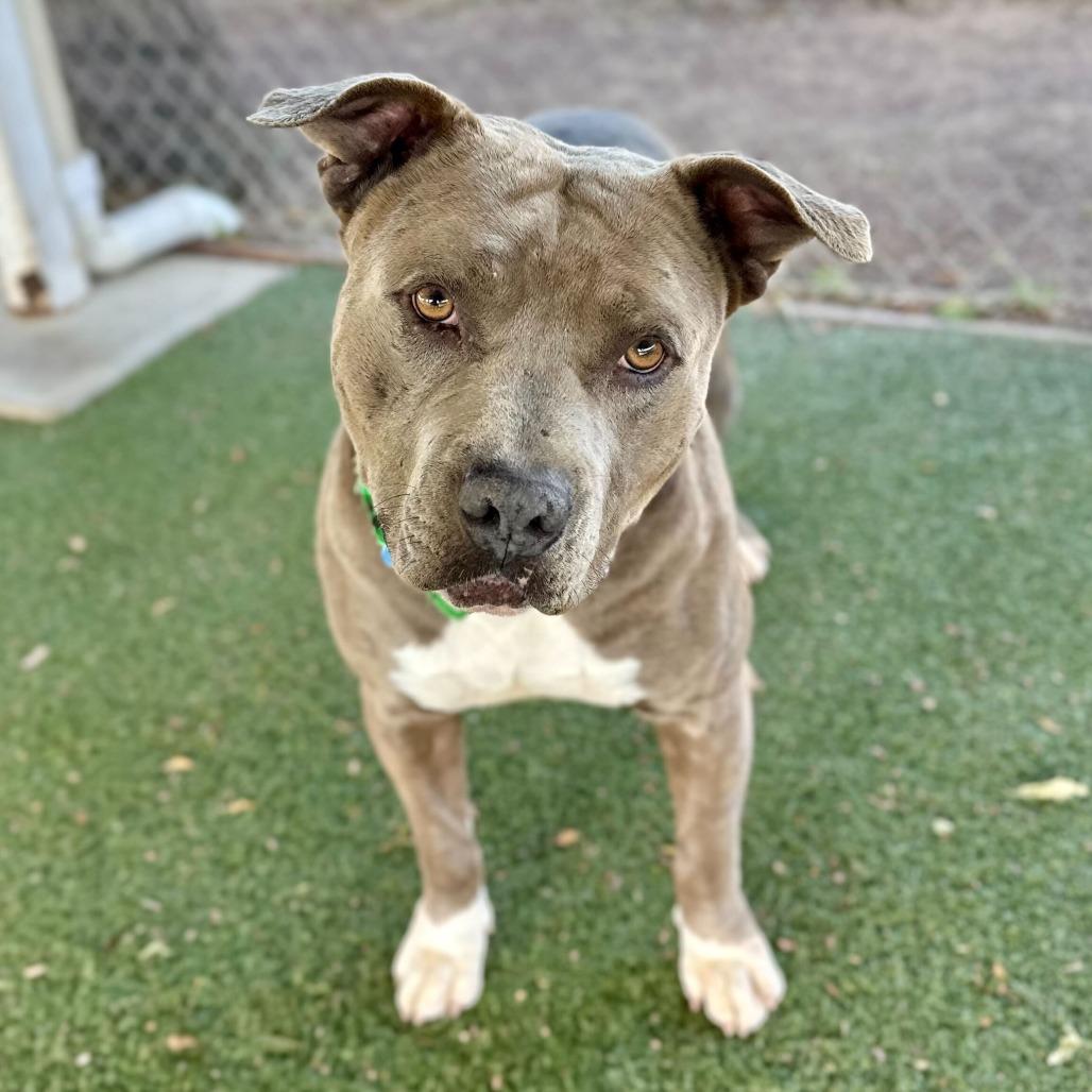 Enlarge Jerry Blu, a Adoptable mixed breed in Riverside, CA image 4/6