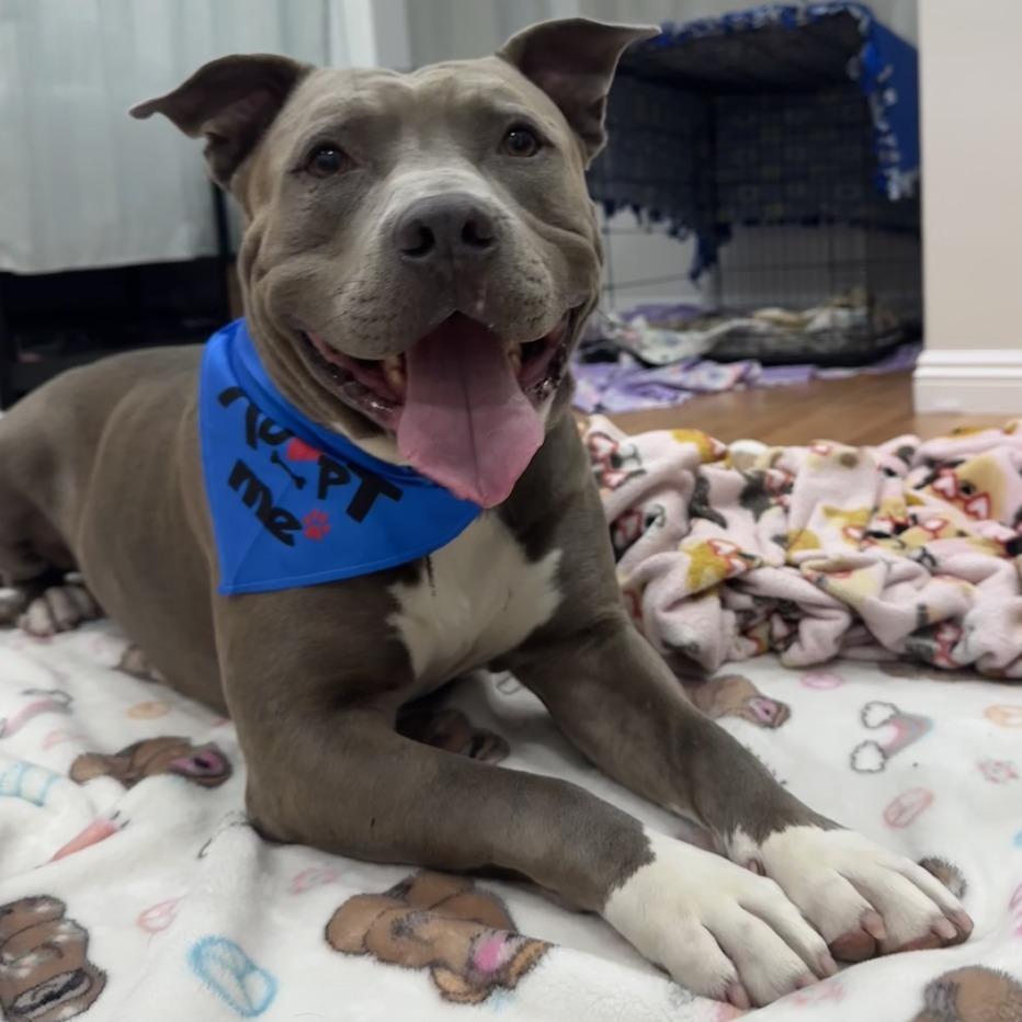 Enlarge Jerry Blu, a Adoptable mixed breed in Riverside, CA image 4/6