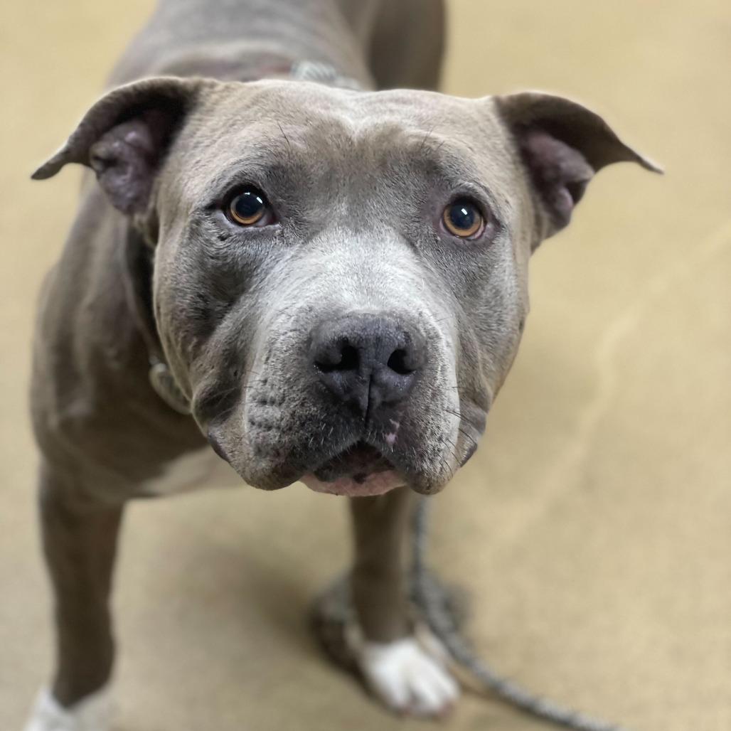 Enlarge Jerry Blu, a Adoptable mixed breed in Riverside, CA image 5/6