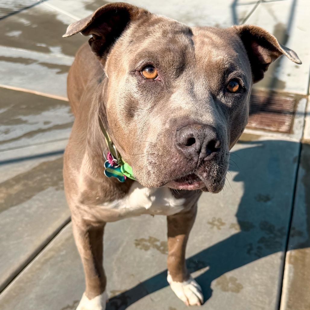 Enlarge Jerry Blu, a Adoptable mixed breed in Riverside, CA image 3/6