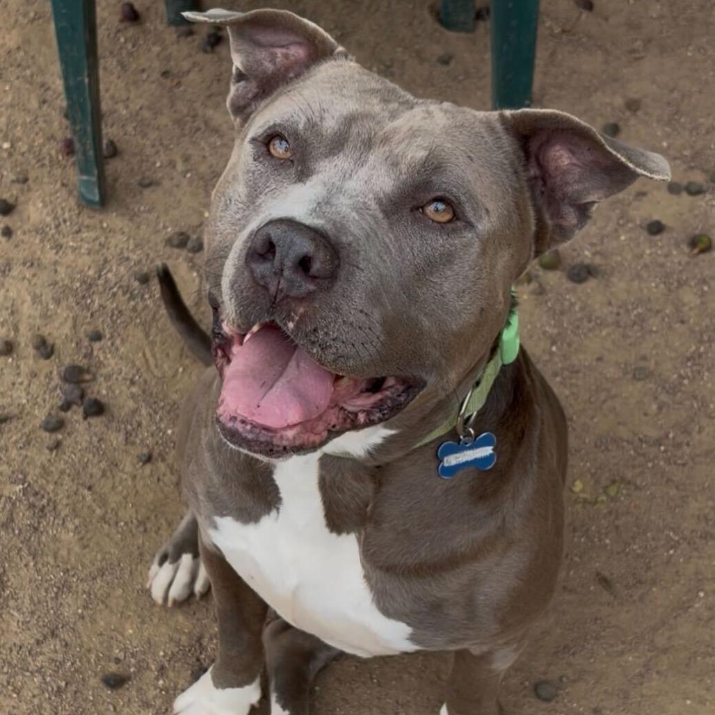 Enlarge Jerry Blu, a Adoptable mixed breed in Riverside, CA image 5/6