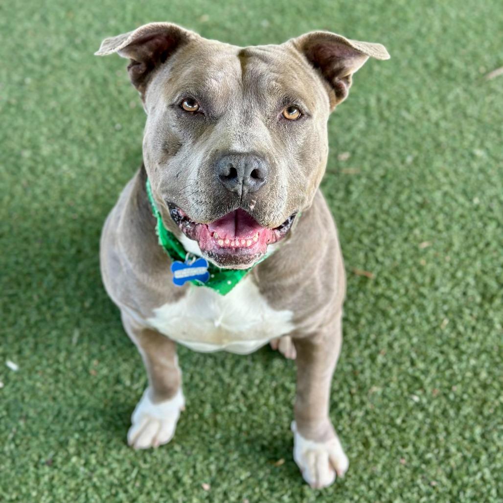 Enlarge Jerry Blu, a Adoptable mixed breed in Riverside, CA image 4/6