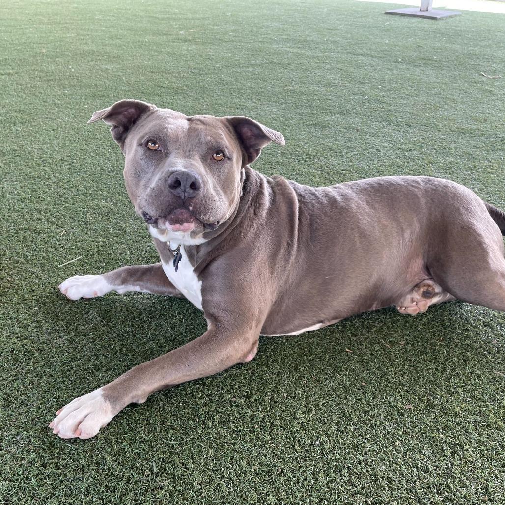 Enlarge Jerry Blu, a Adoptable mixed breed in Riverside, CA image 5/6