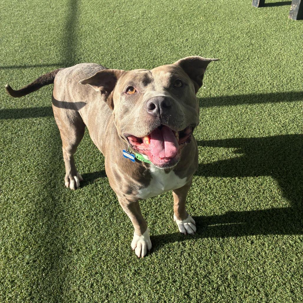 Enlarge Jerry Blu, a Adoptable mixed breed in Riverside, CA image 4/6