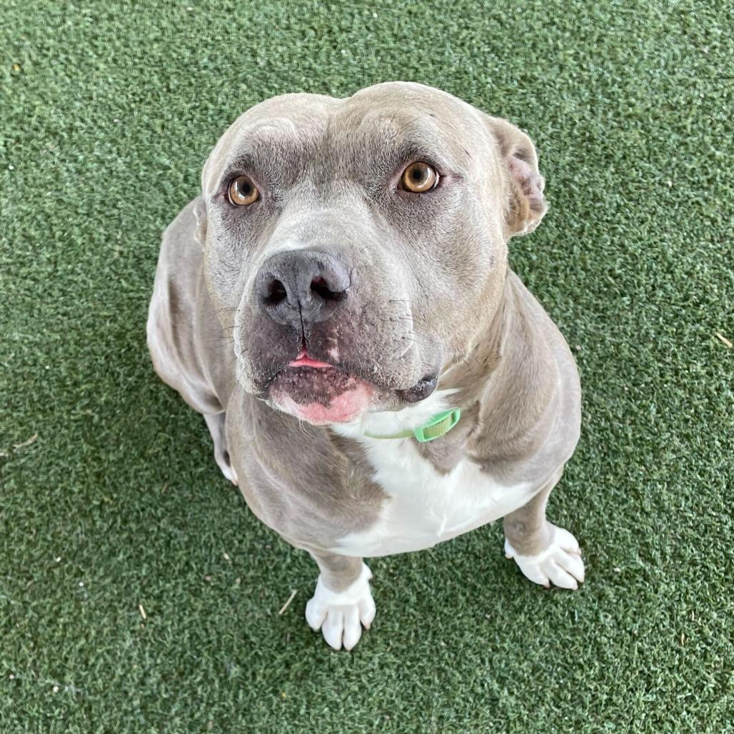 Enlarge Jerry Blu, a Adoptable mixed breed in Riverside, CA image 5/6