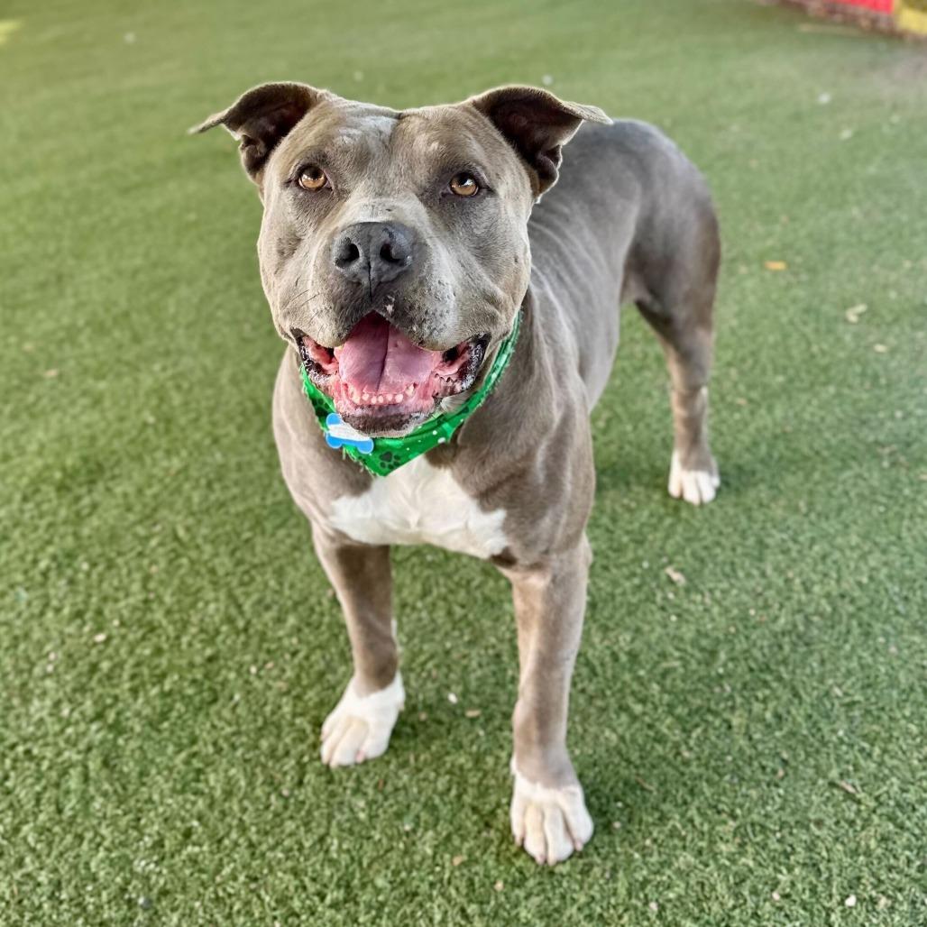 Enlarge Jerry Blu, a Adoptable mixed breed in Riverside, CA image 6/6