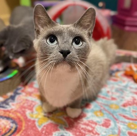 Hazy, adopted, Young Female Domestic Short Hair.