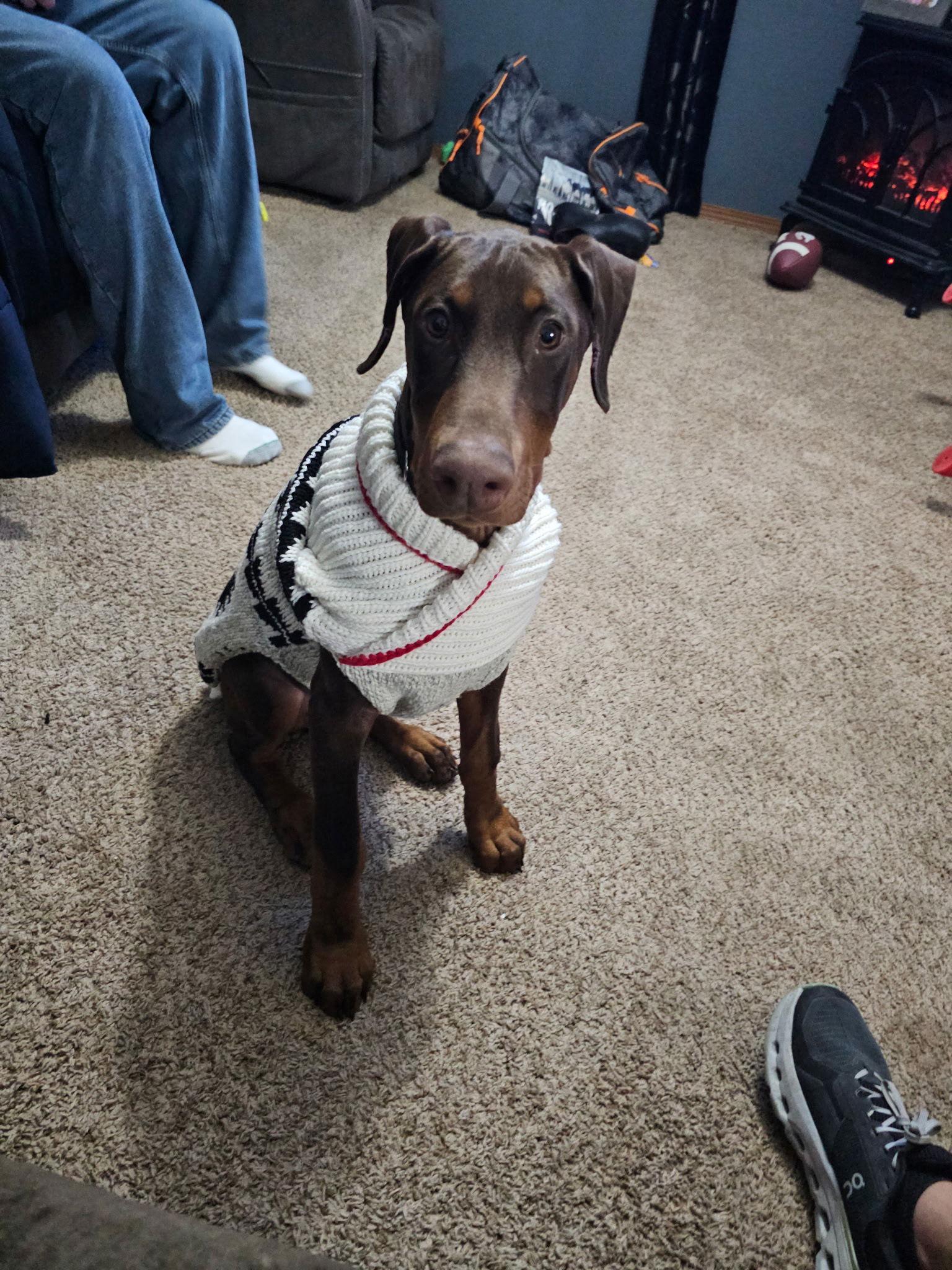 Enlarge Abe, a Adoptable Doberman Pinscher in Minneapolis, MN image 1/3