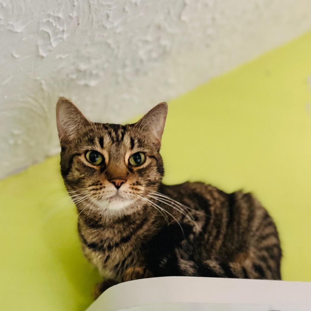 Olivia Rodrigo, Adoptable, Adult Female Domestic Short Hair.