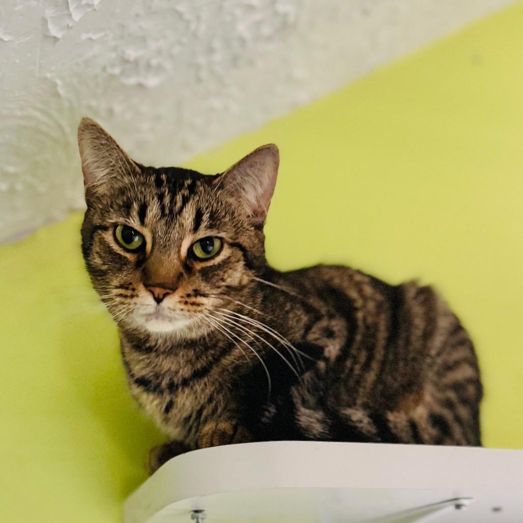 Olivia Rodrigo, a Adoptable Domestic Short Hair in Brownsboro, AL image 2/5