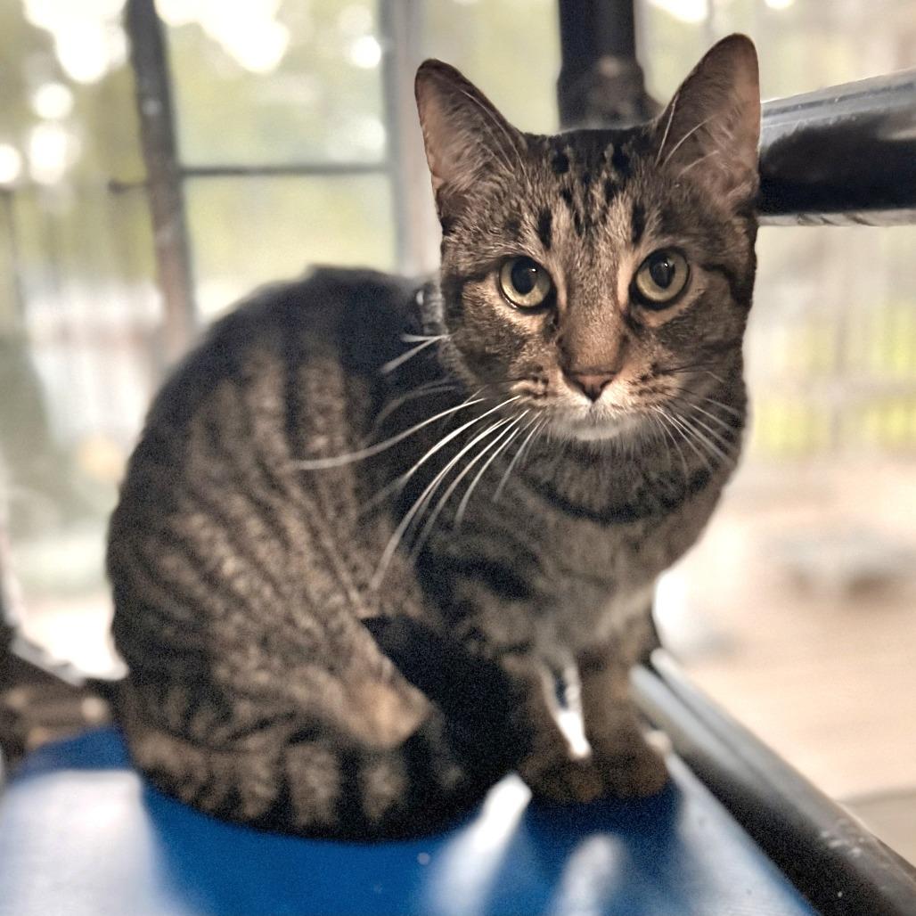 Olivia Rodrigo, a Adoptable Domestic Short Hair in Brownsboro, AL image 3/5