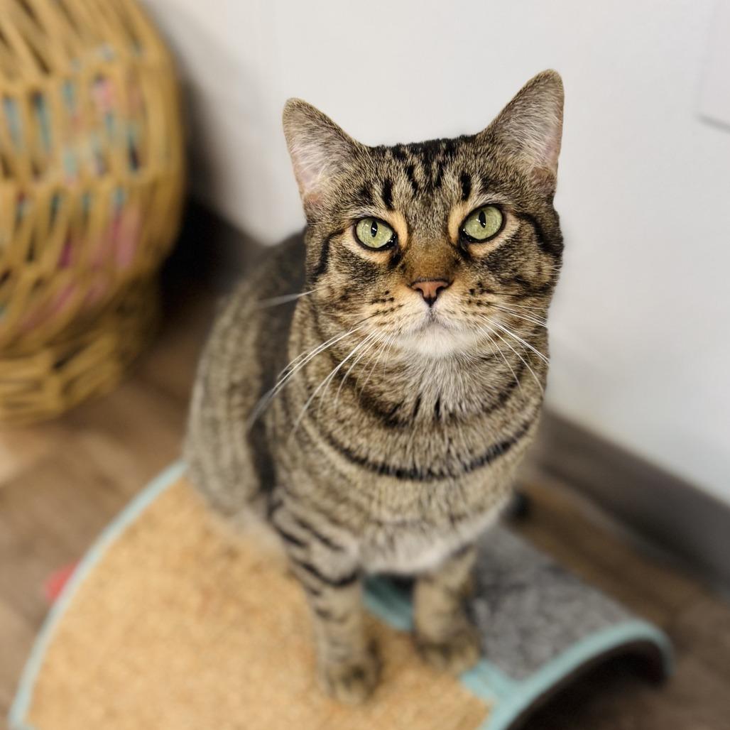 Olivia Rodrigo, a Adoptable Domestic Short Hair in Brownsboro, AL image 4/5