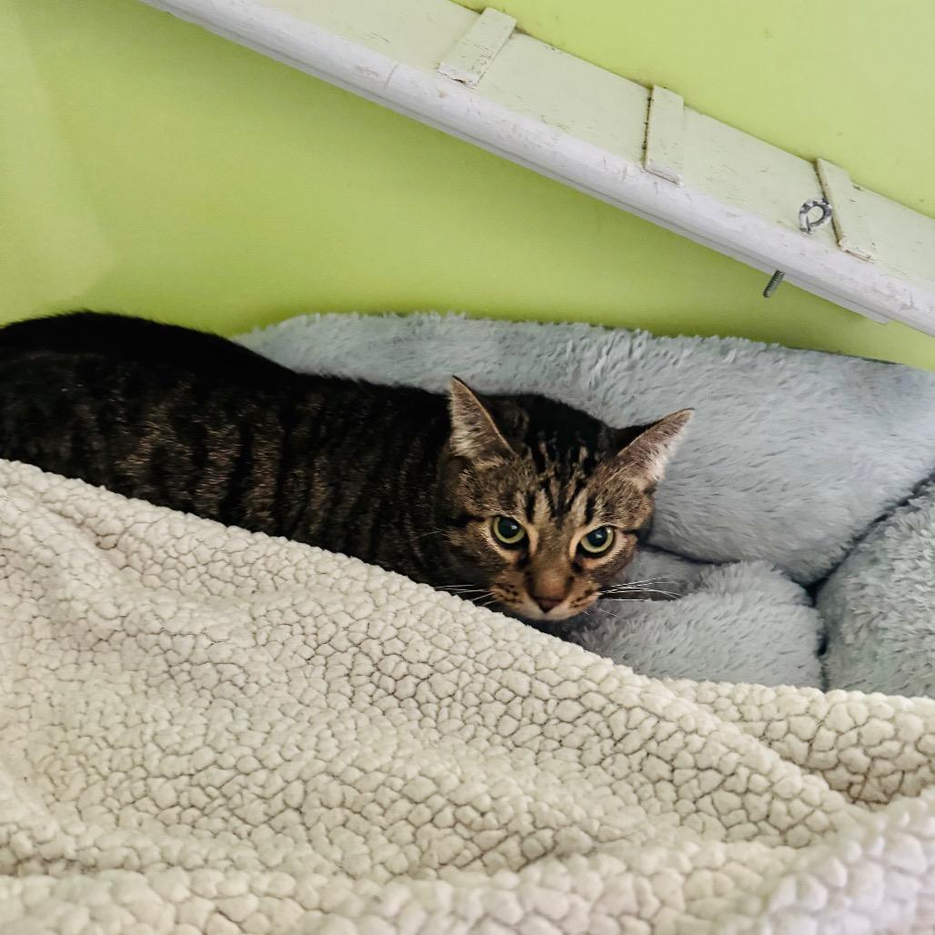 Olivia Rodrigo, a Adoptable Domestic Short Hair in Brownsboro, AL image 5/5