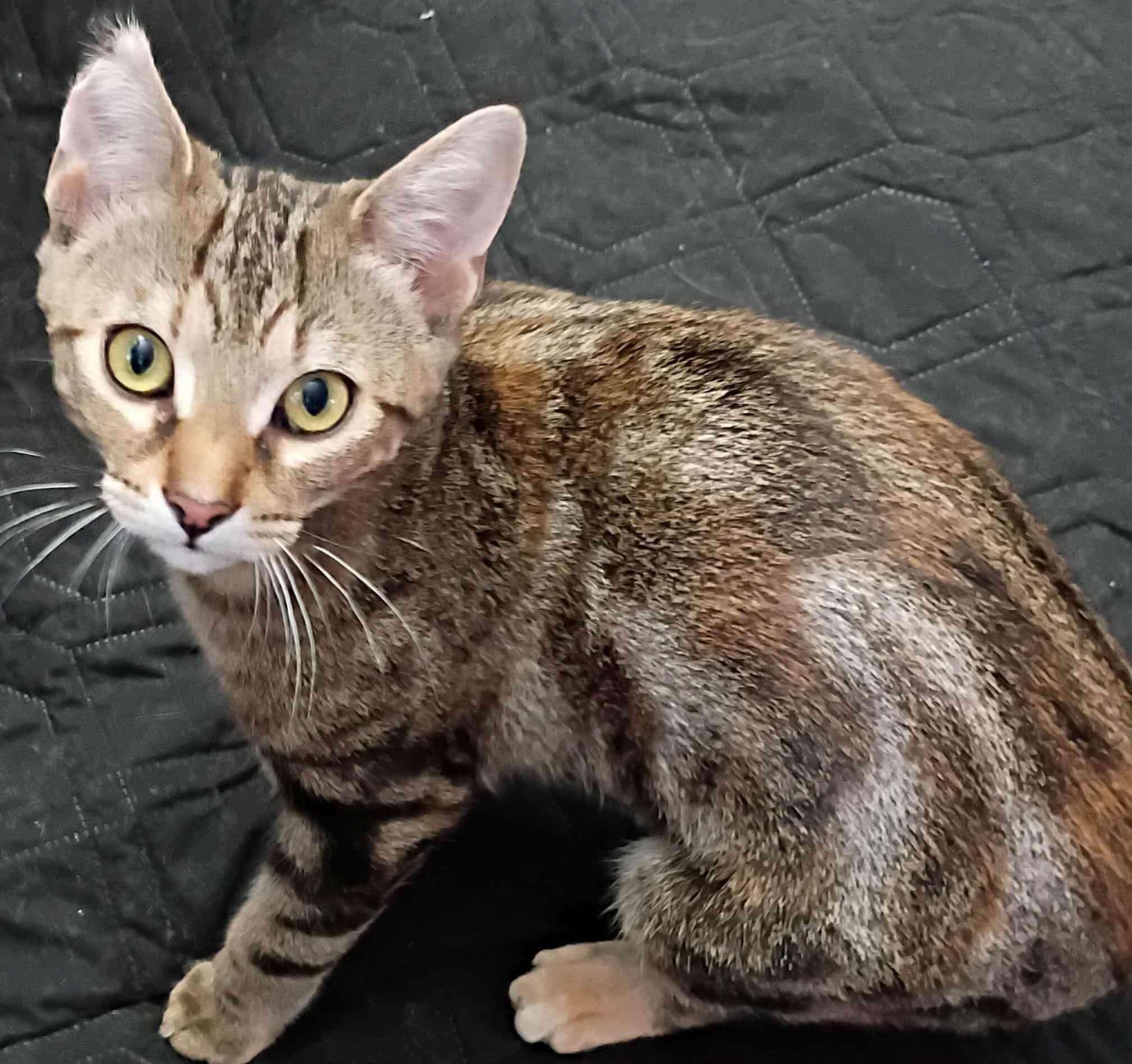 Jody, Adoptable, Kitten Female Domestic Short Hair.