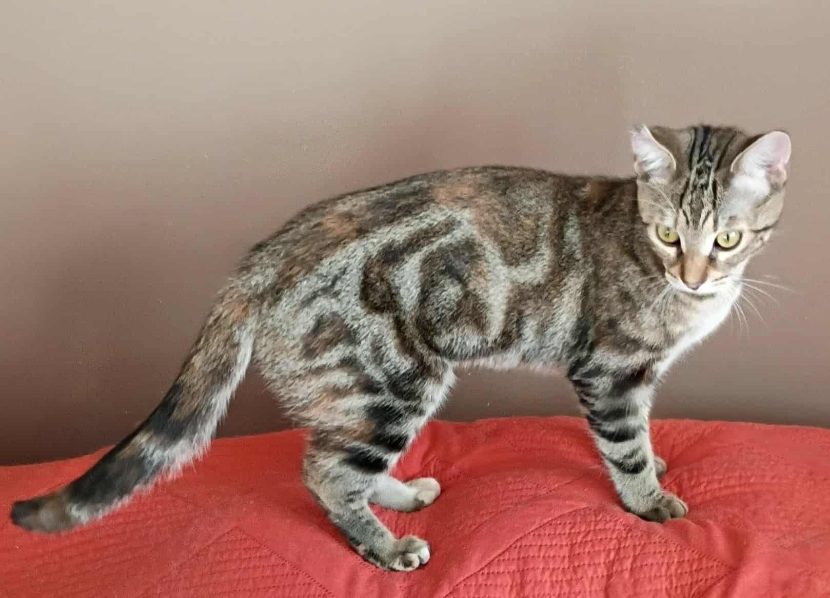 Enlarge Jody, a Adoptable Domestic Short Hair in Fonthill, ON image 2/4