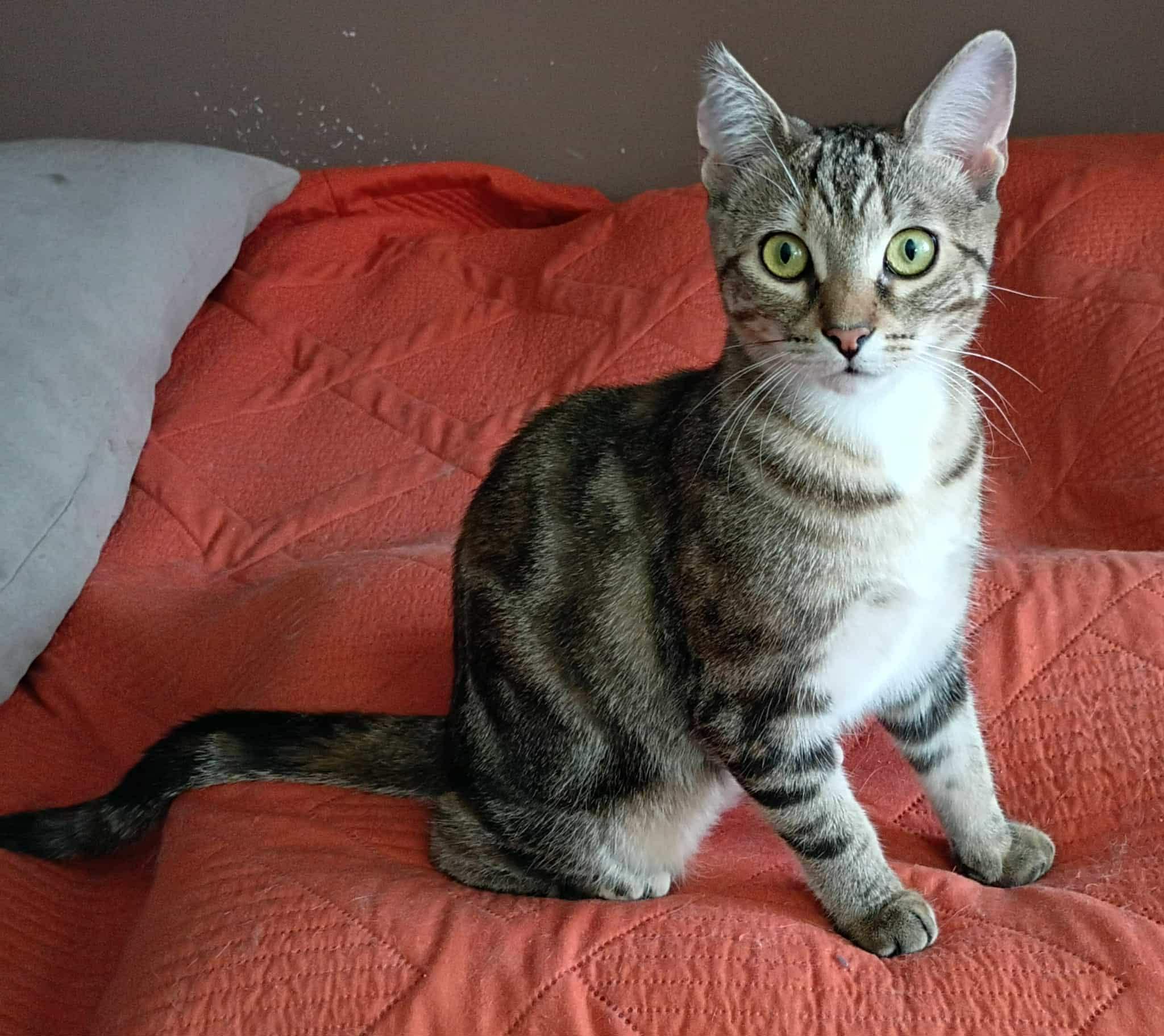 Enlarge Jody, a Adoptable Domestic Short Hair in Fonthill, ON image 3/4