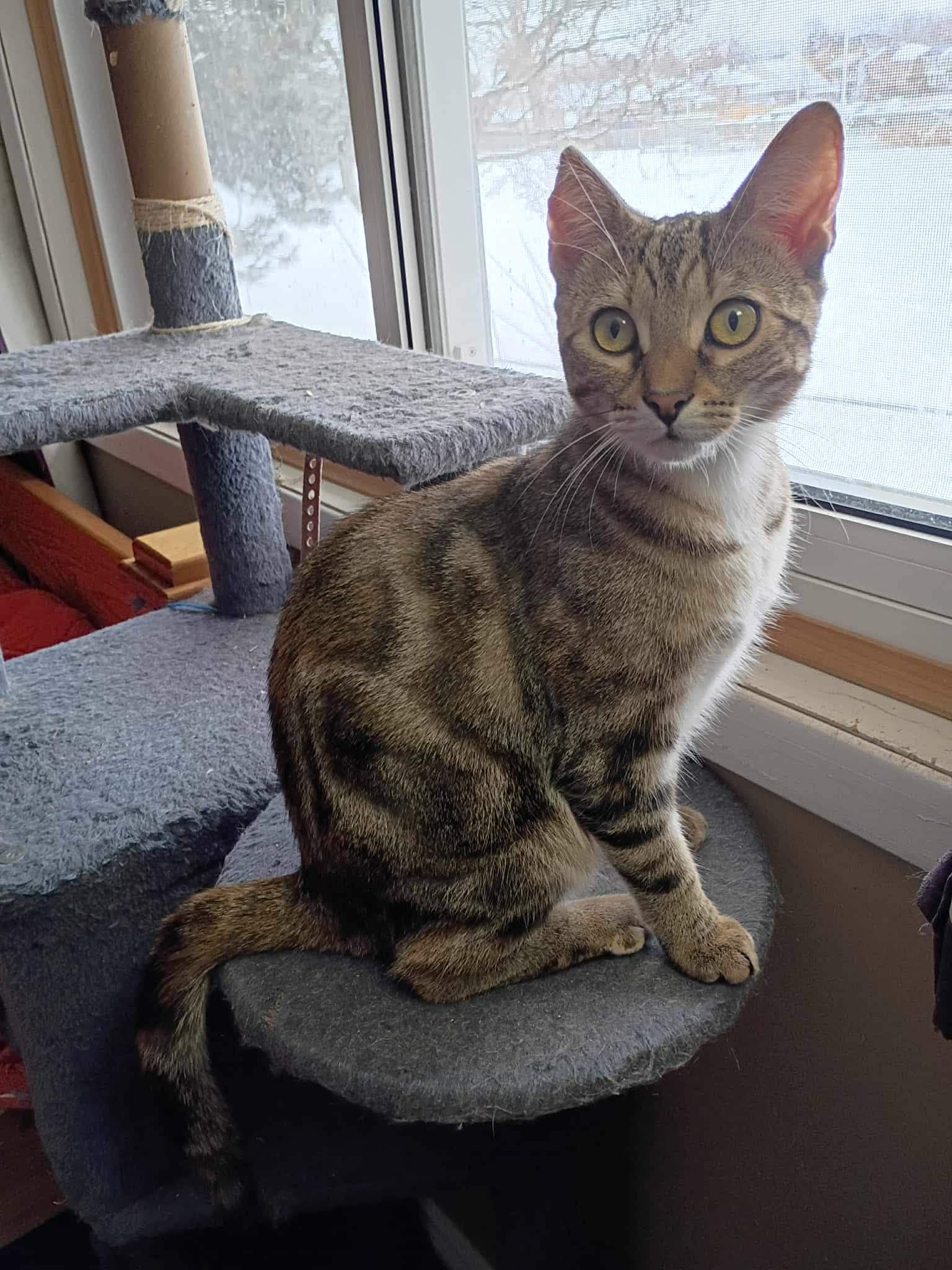 Enlarge Jody, a Adoptable Domestic Short Hair in Fonthill, ON image 4/4