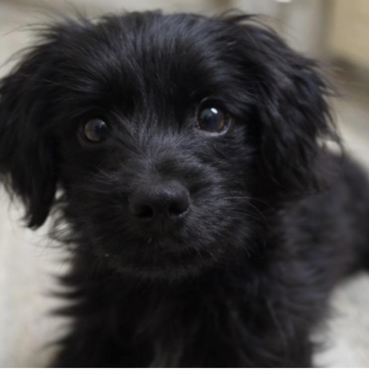 Enlarge Mila, an adopted mixed breed in Van Nuys, CA image 2/4