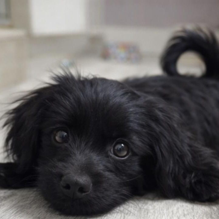 Enlarge Mila, an adopted mixed breed in Van Nuys, CA image 3/4