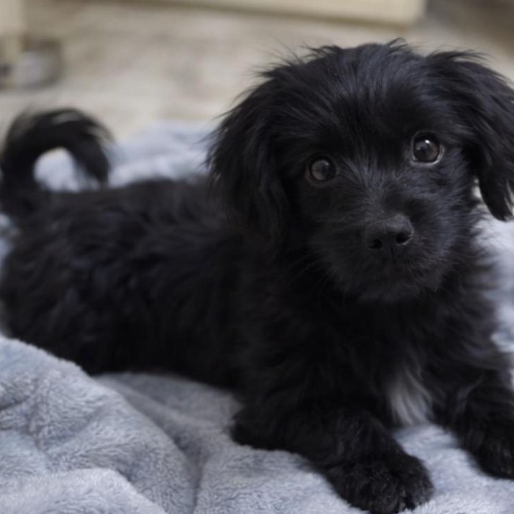 Mila, adopted, Puppy Female Maltese & Shih Tzu.