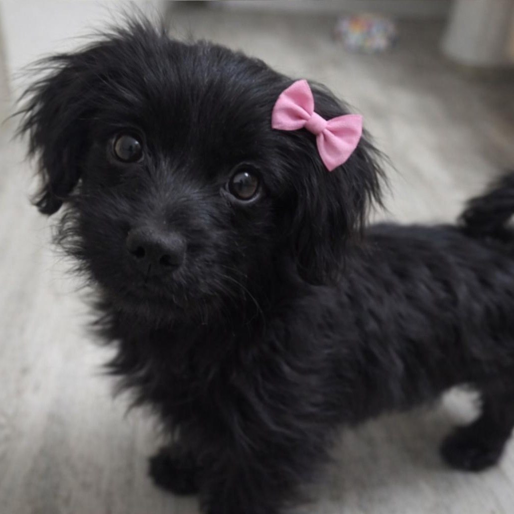 Enlarge Mila, an adopted mixed breed in Van Nuys, CA image 4/4