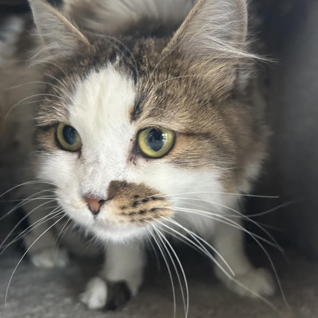 Lychee, a Adoptable Domestic Long Hair in Park City, UT image 1/3