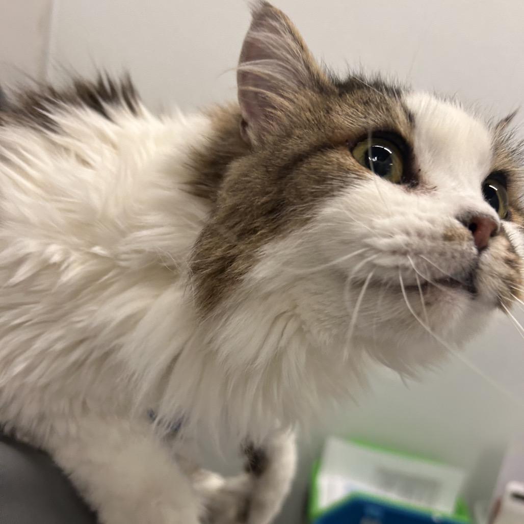 Lychee, Adoptable, Adult Female Domestic Long Hair.