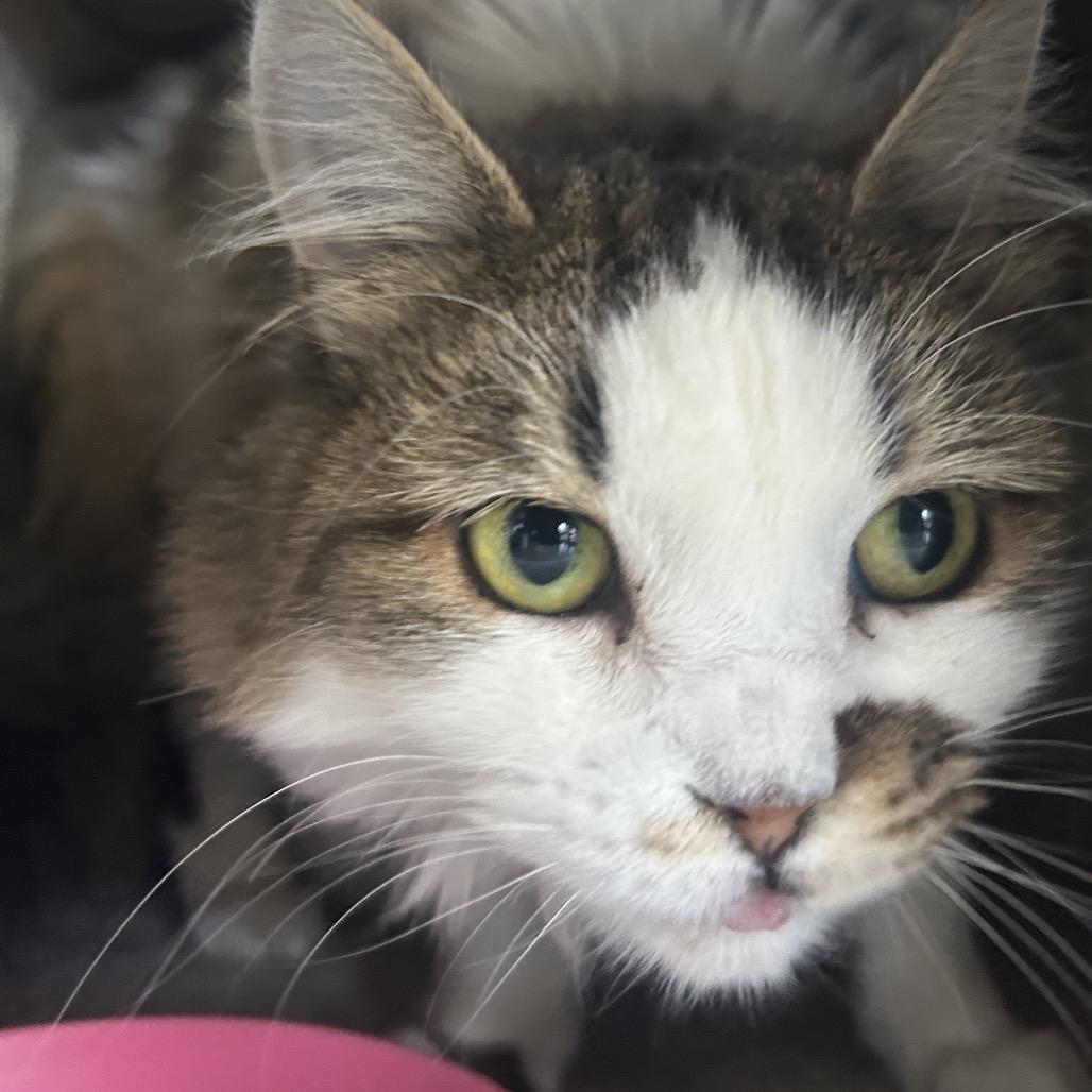 Lychee, a Adoptable Domestic Long Hair in Park City, UT image 2/3