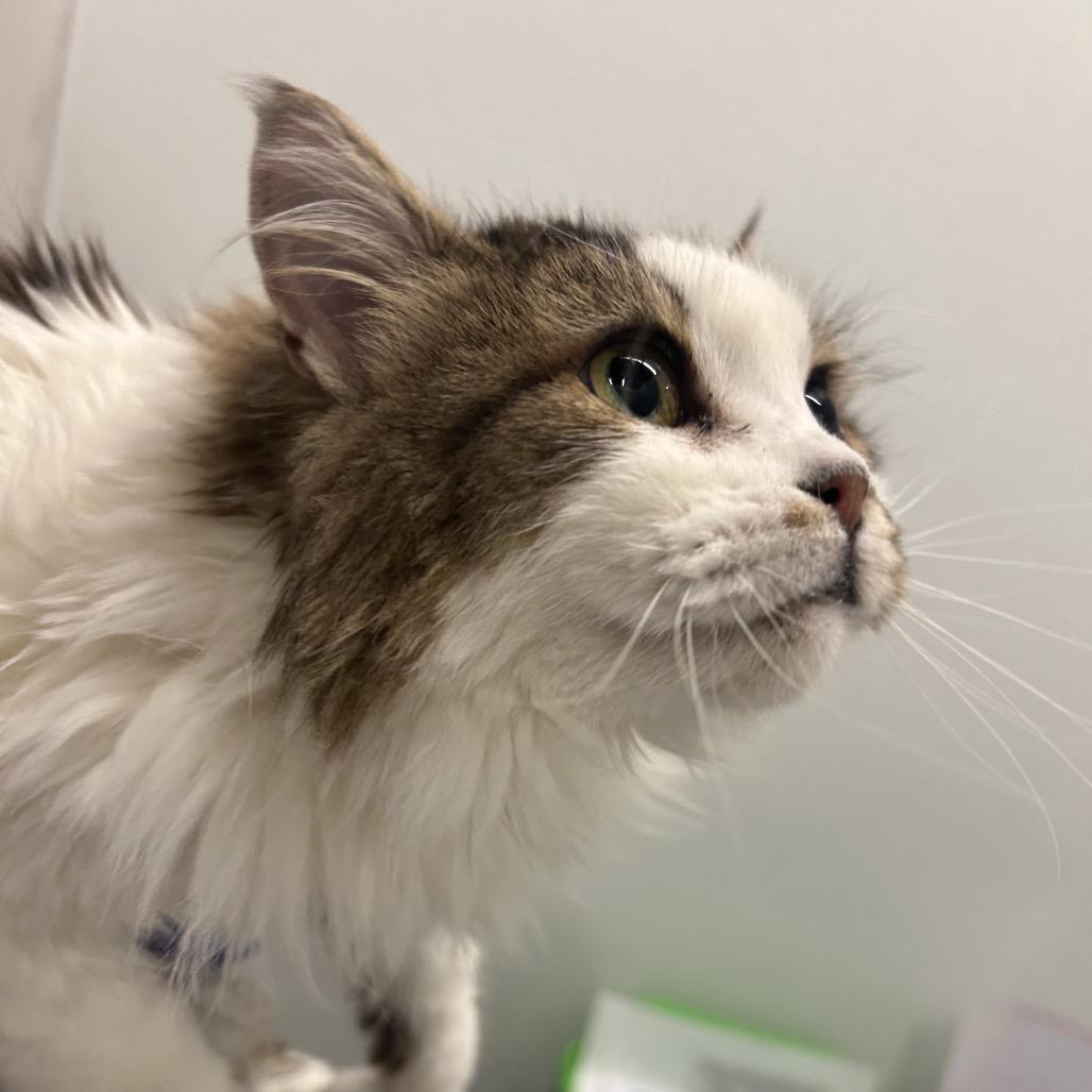 Lychee, a Adoptable Domestic Long Hair in Park City, UT image 2/2