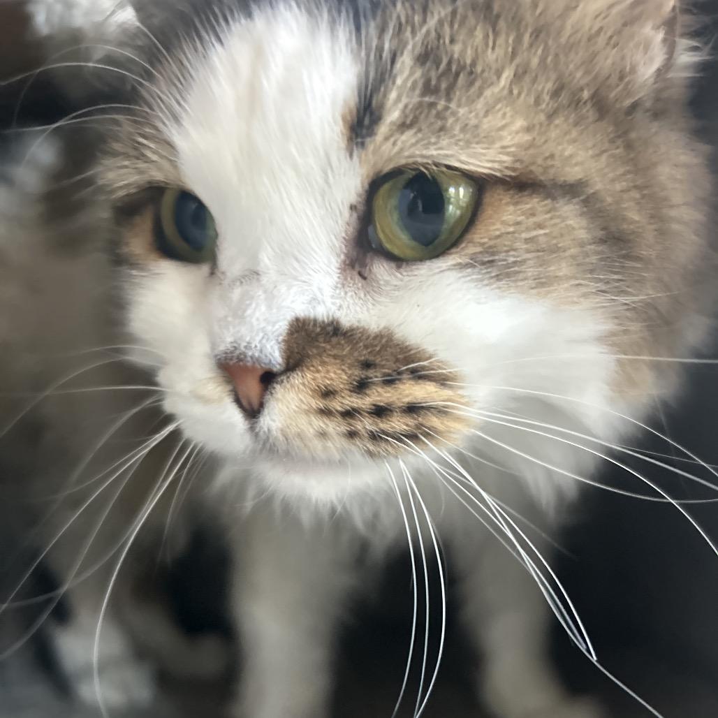 Lychee, a Adoptable Domestic Long Hair in Park City, UT image 3/3