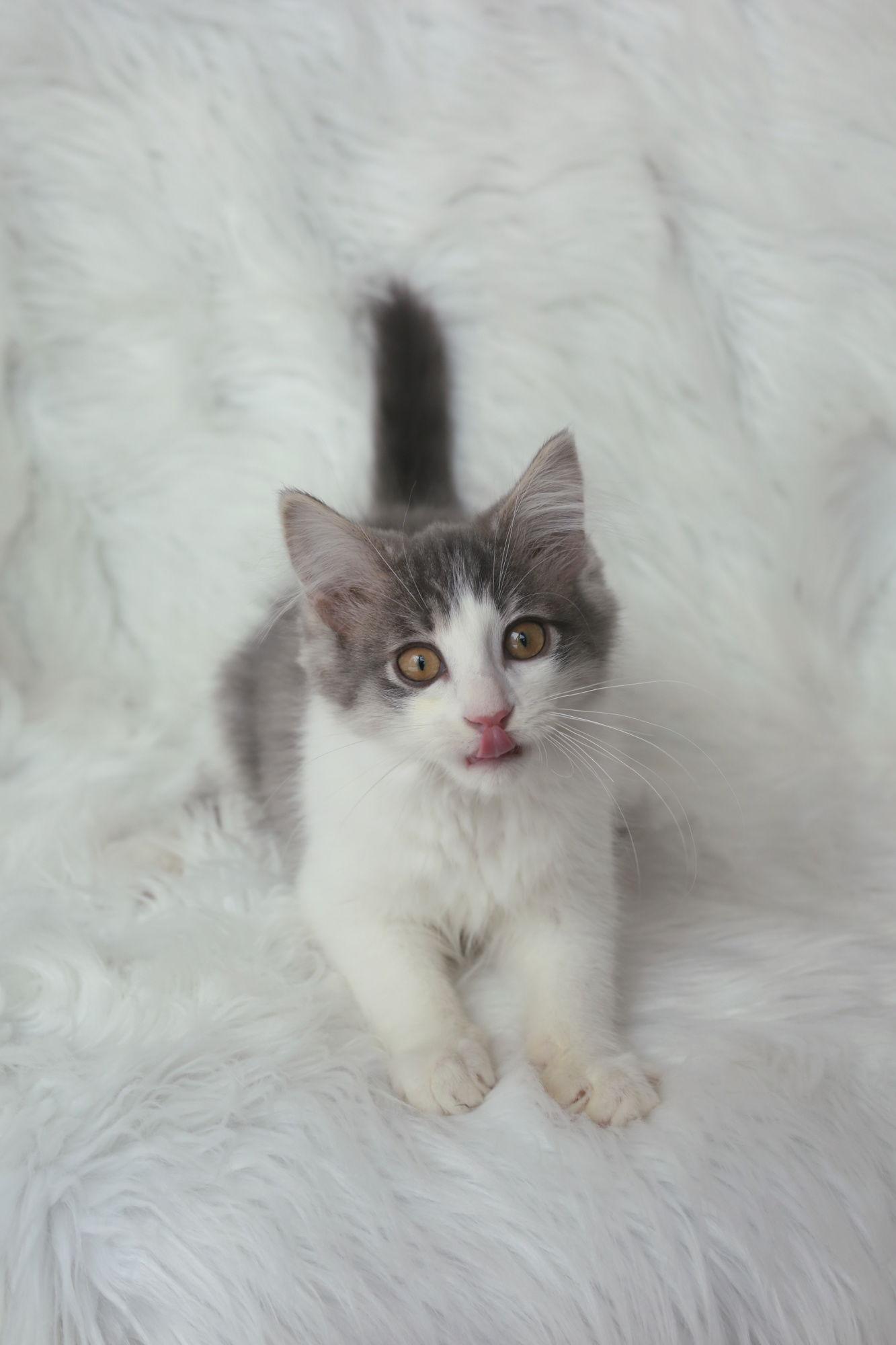 Kriel, Adoptable, Young Male Domestic Medium Hair.