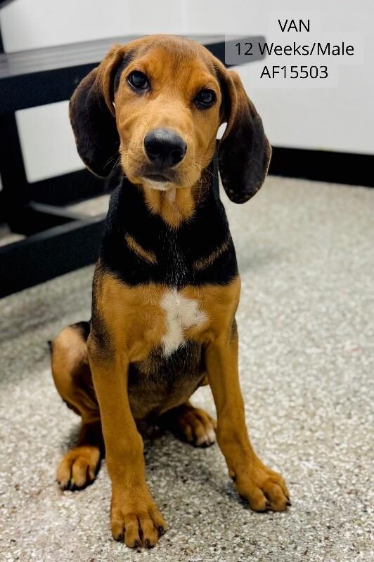 Enlarge Van, a Adoptable mixed breed in Supply, NC image 1/1